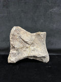 Hadrosaure