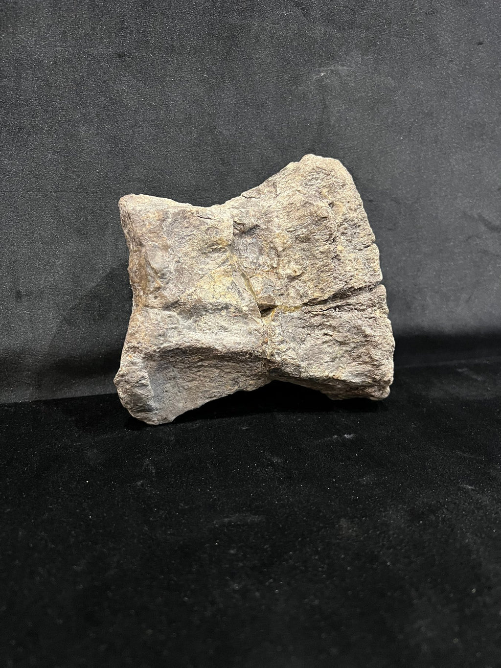 Hadrosaure