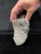 Hadrosaure