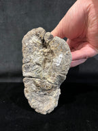 Hadrosaure
