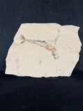 Poisson - Squelette fossile - Eurypholis