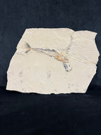 Poisson - Squelette fossile - Eurypholis
