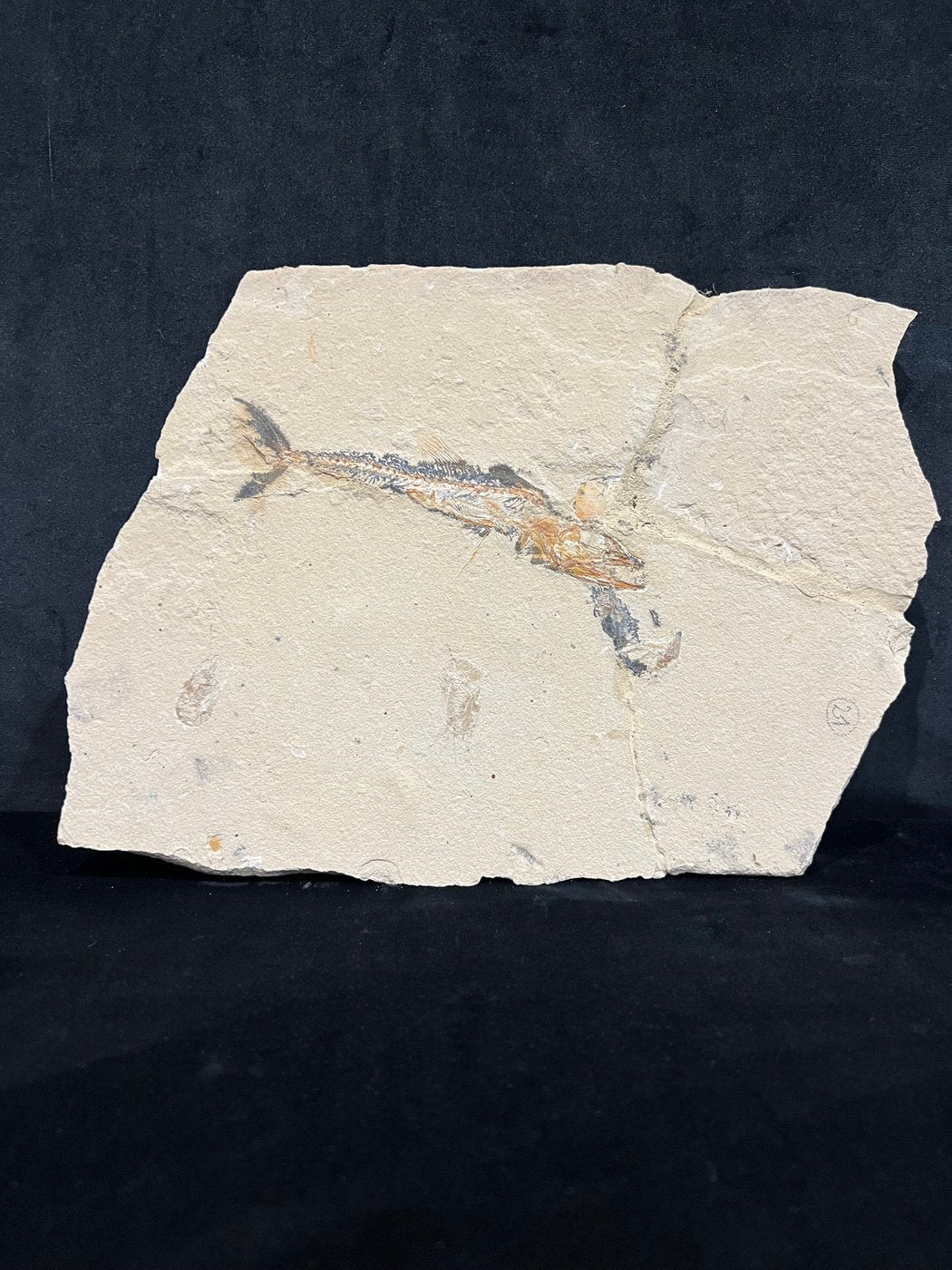 Poisson - Squelette fossile - Eurypholis