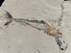 Poisson - Squelette fossile - Eurypholis