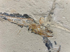 Poisson - Squelette fossile - Eurypholis