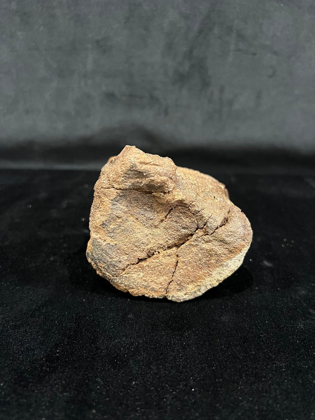 Ornithomimidae - Os de vertèbre fossilisé