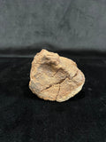 Ornithomimidae - Os de vertèbre fossilisé