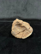 Ornithomimidae - Os de vertèbre fossilisé