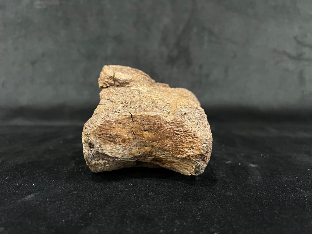 Ornithomimidae - Os de vertèbre fossilisé