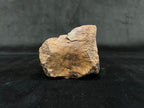 Ornithomimidae - Os de vertèbre fossilisé