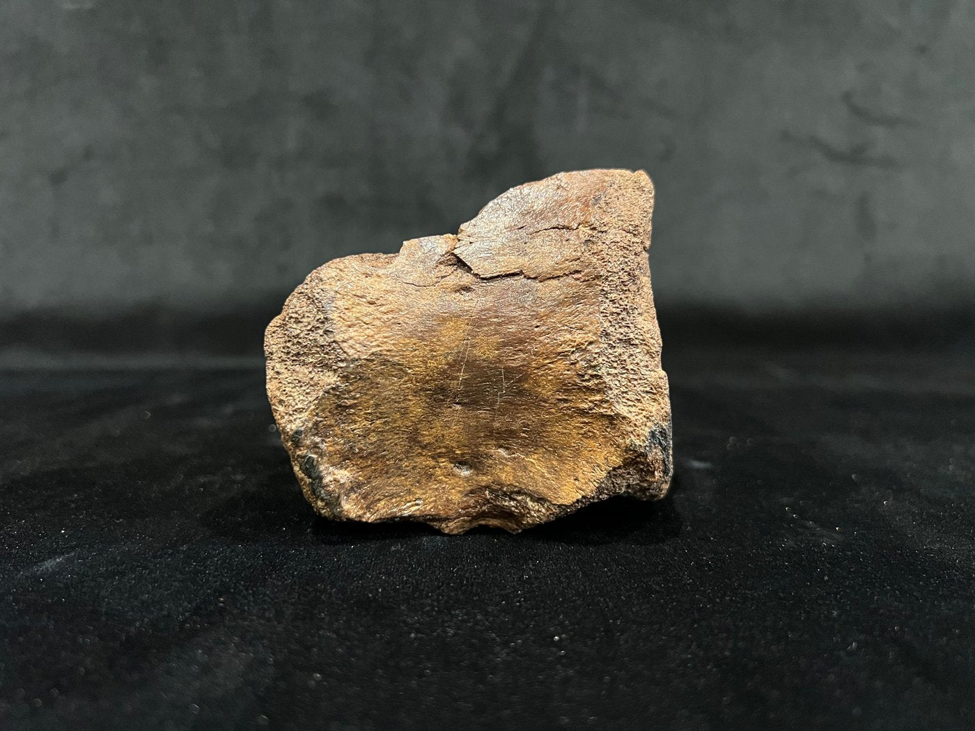 Ornithomimidae - Os de vertèbre fossilisé
