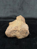 Ornithomimidae - Os de vertèbre fossilisé