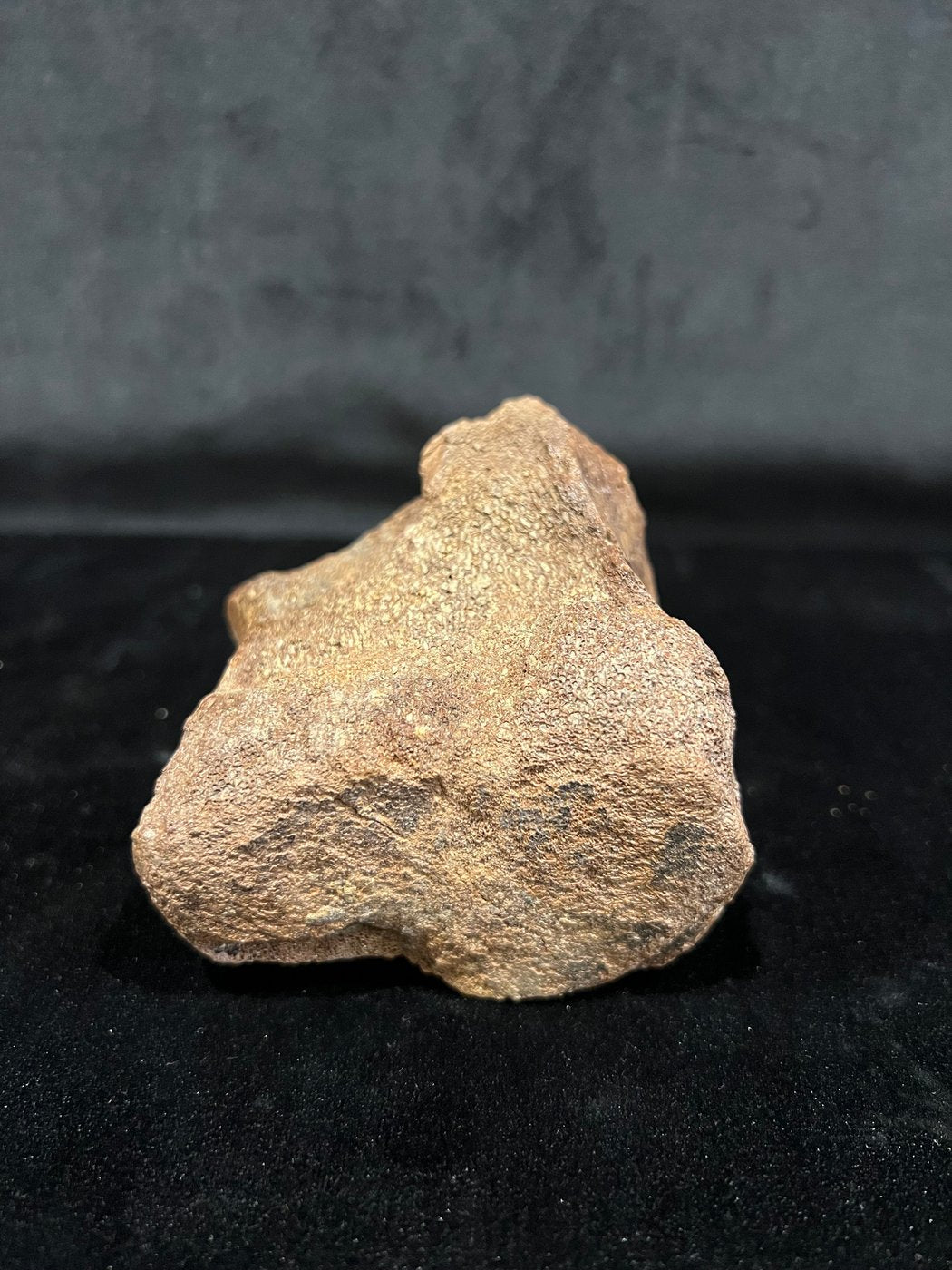 Ornithomimidae - Os de vertèbre fossilisé