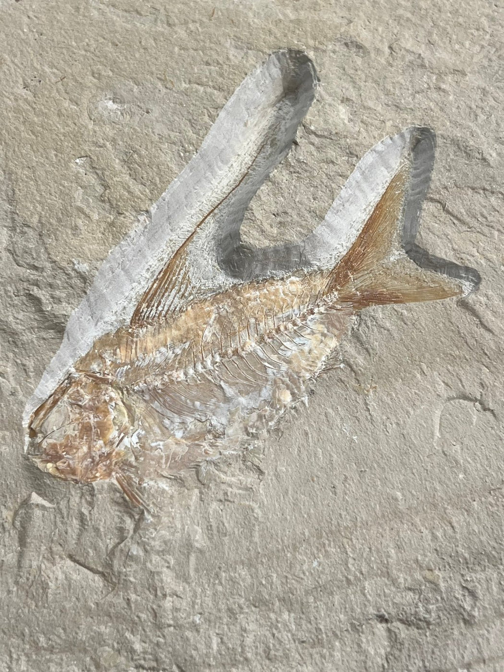 Poisson - Squelette fossile - Nematonotus longispinus