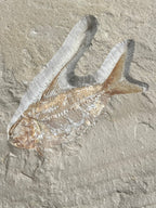 Poisson - Squelette fossile - Nematonotus longispinus