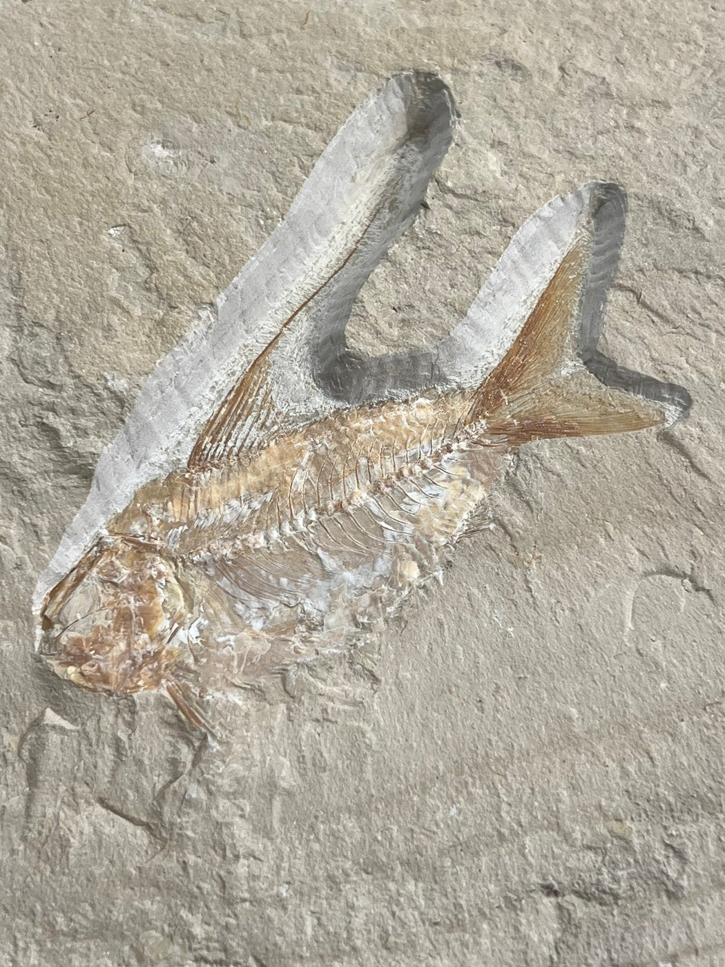 Poisson - Squelette fossile - Nematonotus longispinus