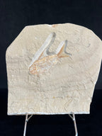 Poisson - Squelette fossile - Nematonotus longispinus
