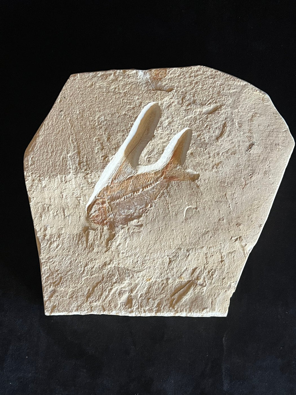 Poisson - Squelette fossile - Nematonotus longispinus
