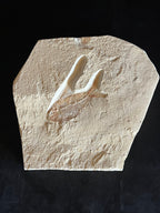Poisson - Squelette fossile - Nematonotus longispinus