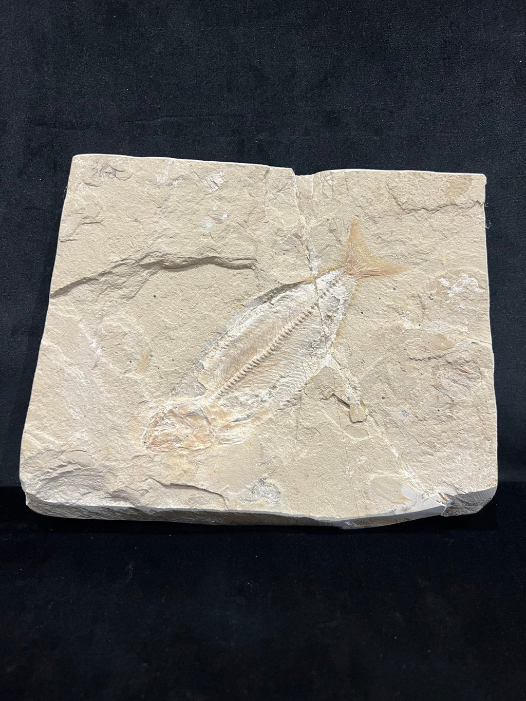 Poisson - Squelette fossile - Phylactocephalus