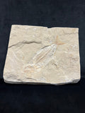 Poisson - Squelette fossile - Phylactocephalus