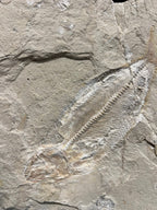 Poisson - Squelette fossile - Phylactocephalus