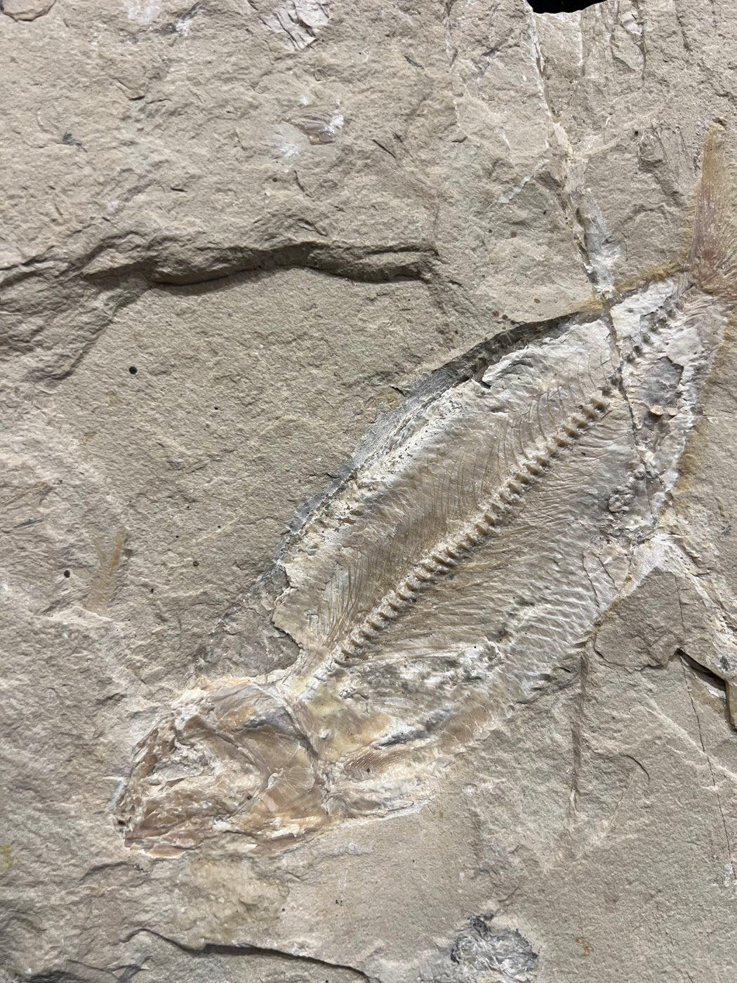 Poisson - Squelette fossile - Phylactocephalus