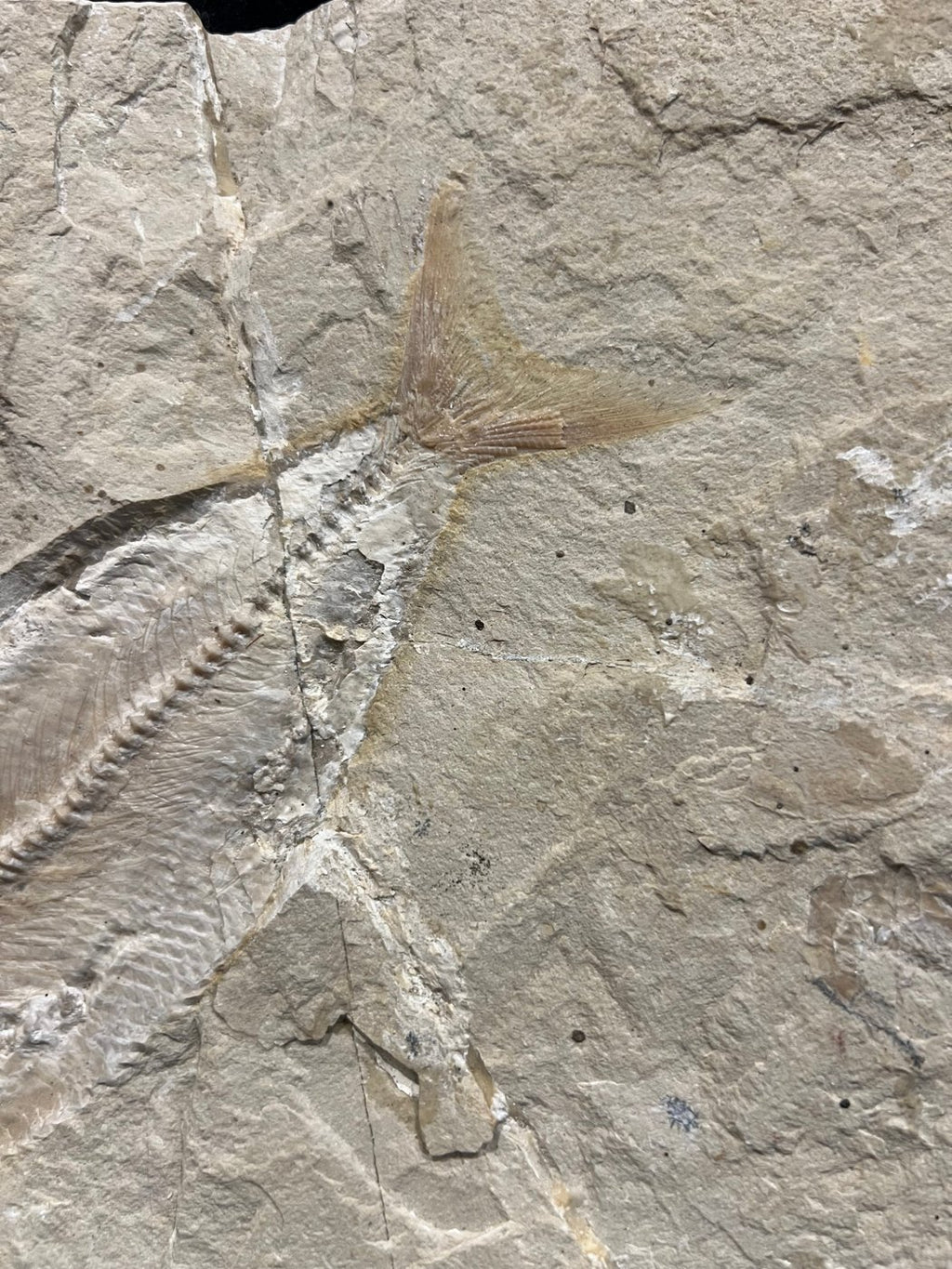 Poisson - Squelette fossile - Phylactocephalus
