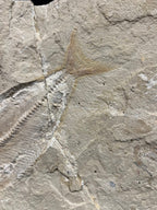 Poisson - Squelette fossile - Phylactocephalus