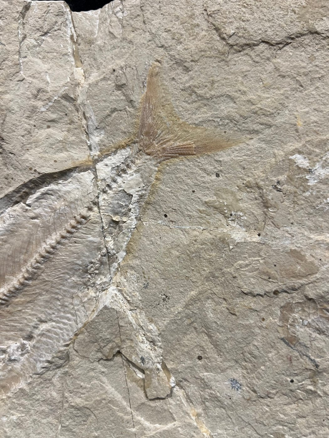 Poisson - Squelette fossile - Phylactocephalus