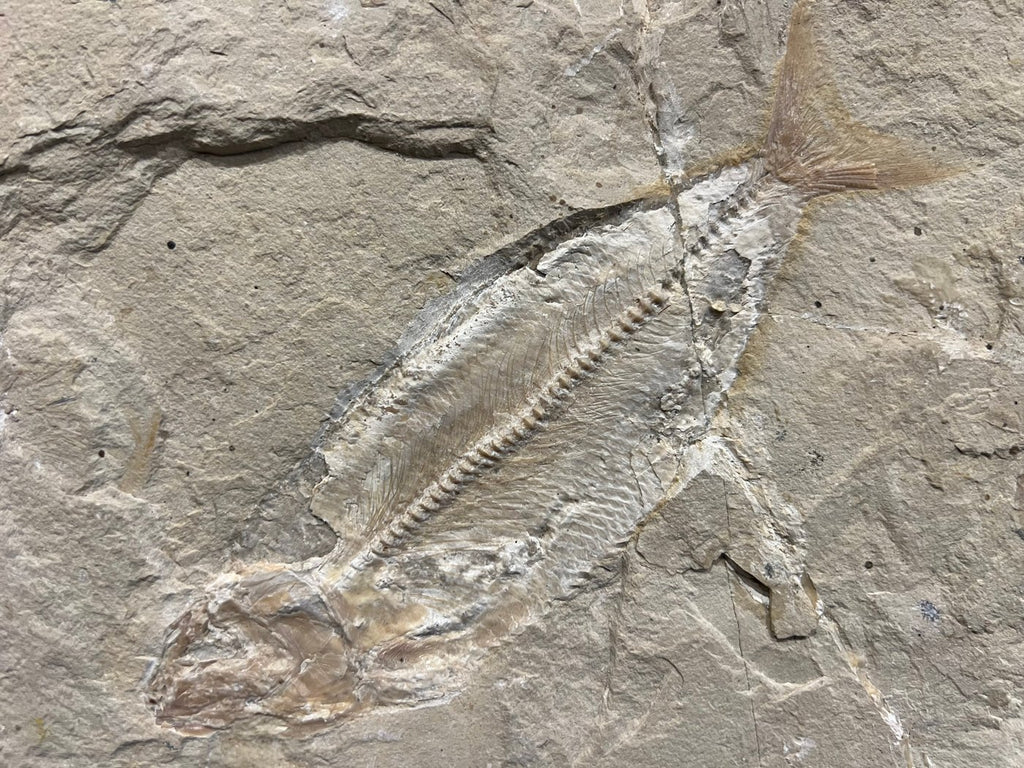 Poisson - Squelette fossile - Phylactocephalus
