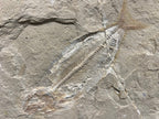 Poisson - Squelette fossile - Phylactocephalus