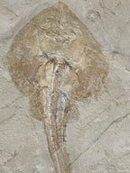 Poisson - Squelette fossile - Rhinobatos whitefieldi