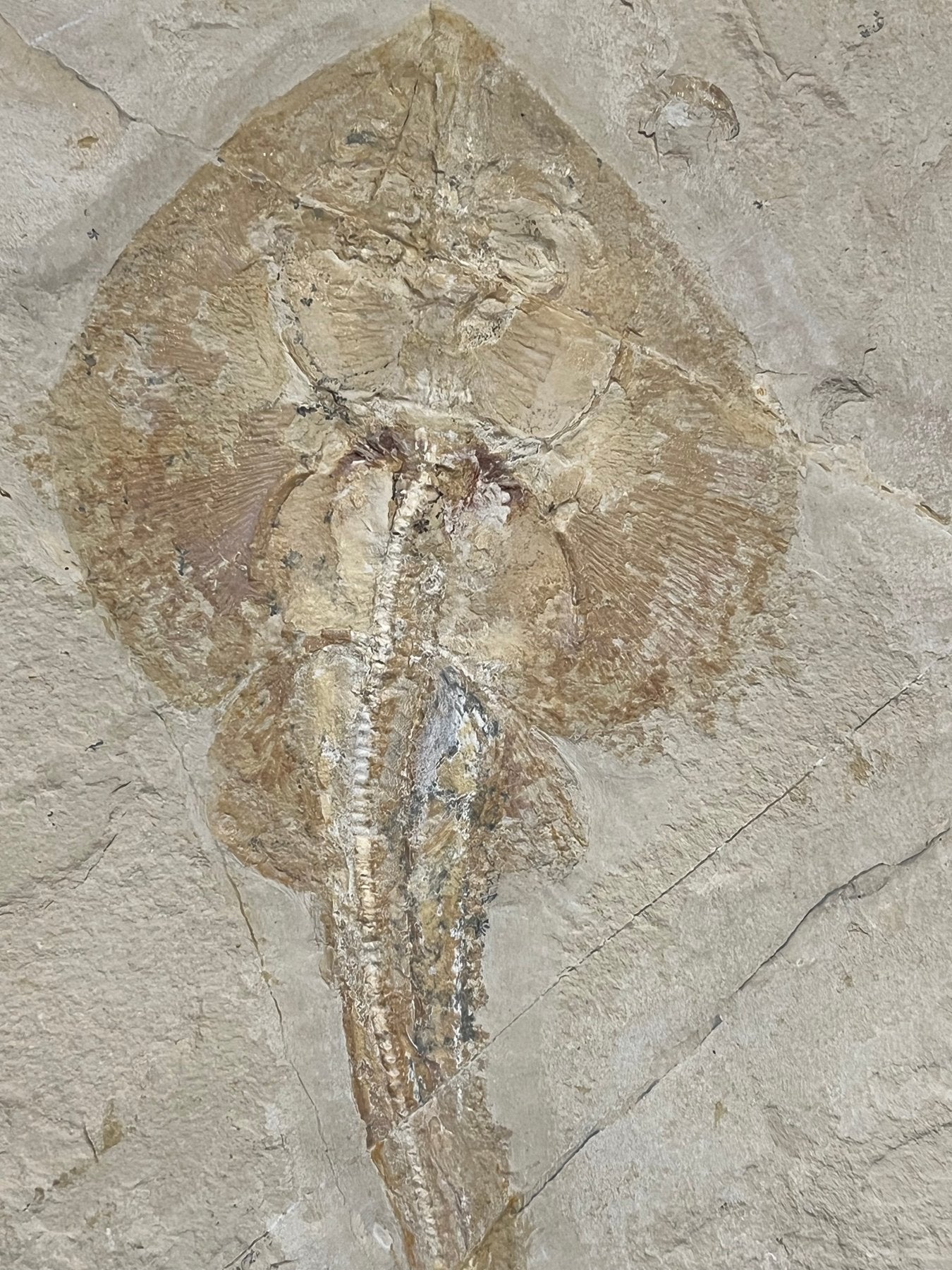 Poisson - Squelette fossile - Rhinobatos whitefieldi