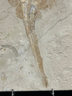 Poisson - Squelette fossile - Rhinobatos whitefieldi