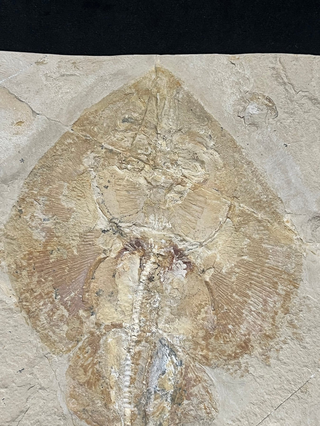 Poisson - Squelette fossile - Rhinobatos whitefieldi
