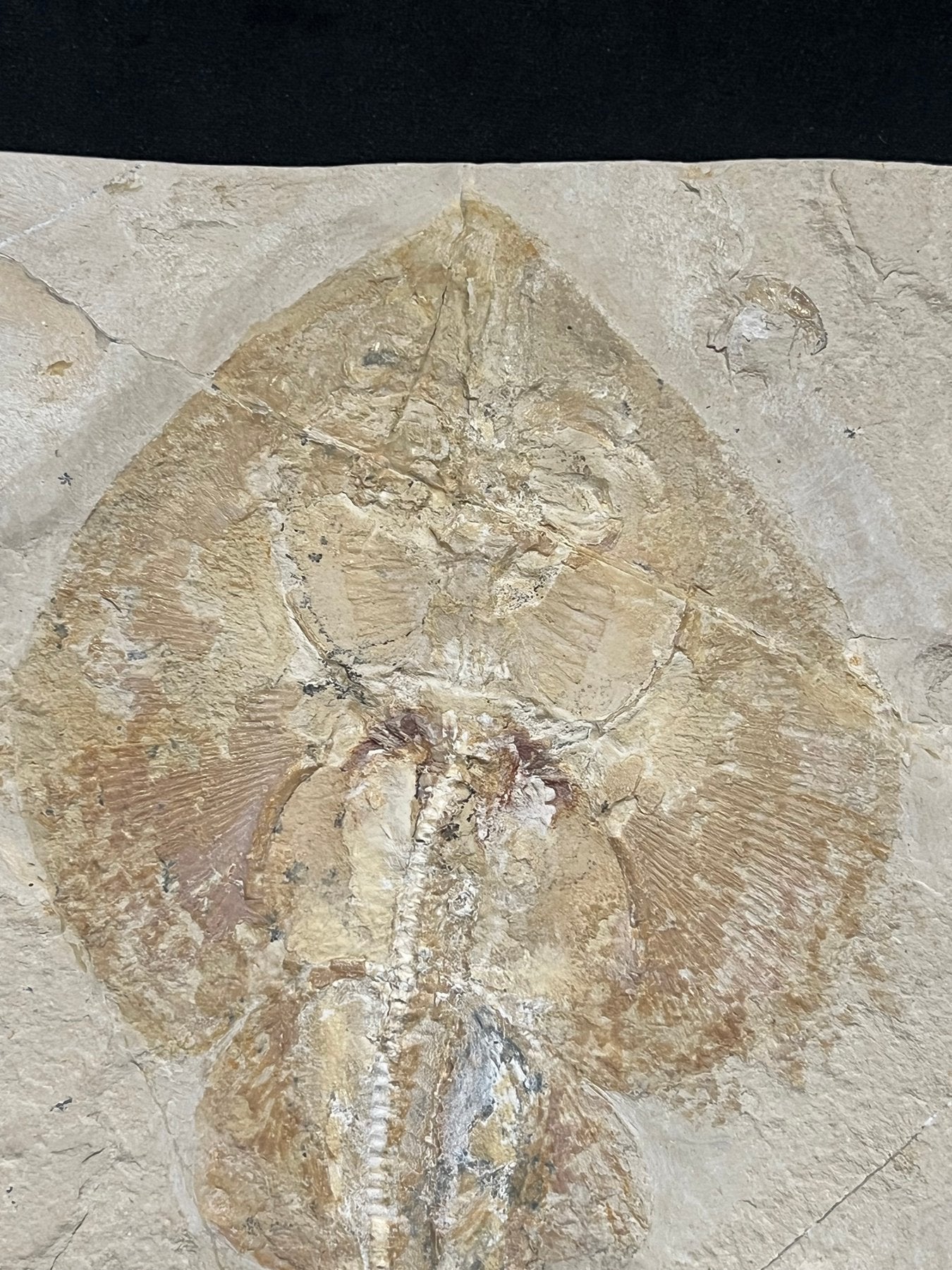 Poisson - Squelette fossile - Rhinobatos whitefieldi