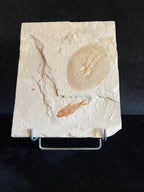 Raie - Squelette fossile - Cyclobatis