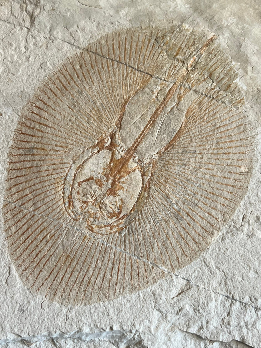Raie - Squelette fossile - Cyclobatis