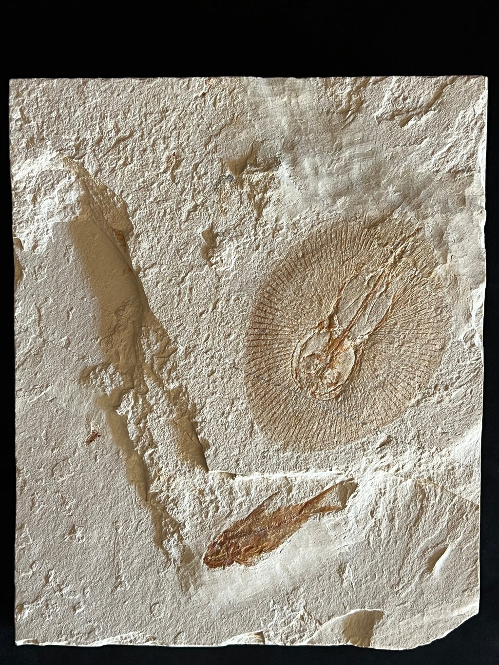 Raie - Squelette fossile - Cyclobatis