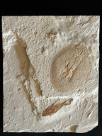 Raie - Squelette fossile - Cyclobatis