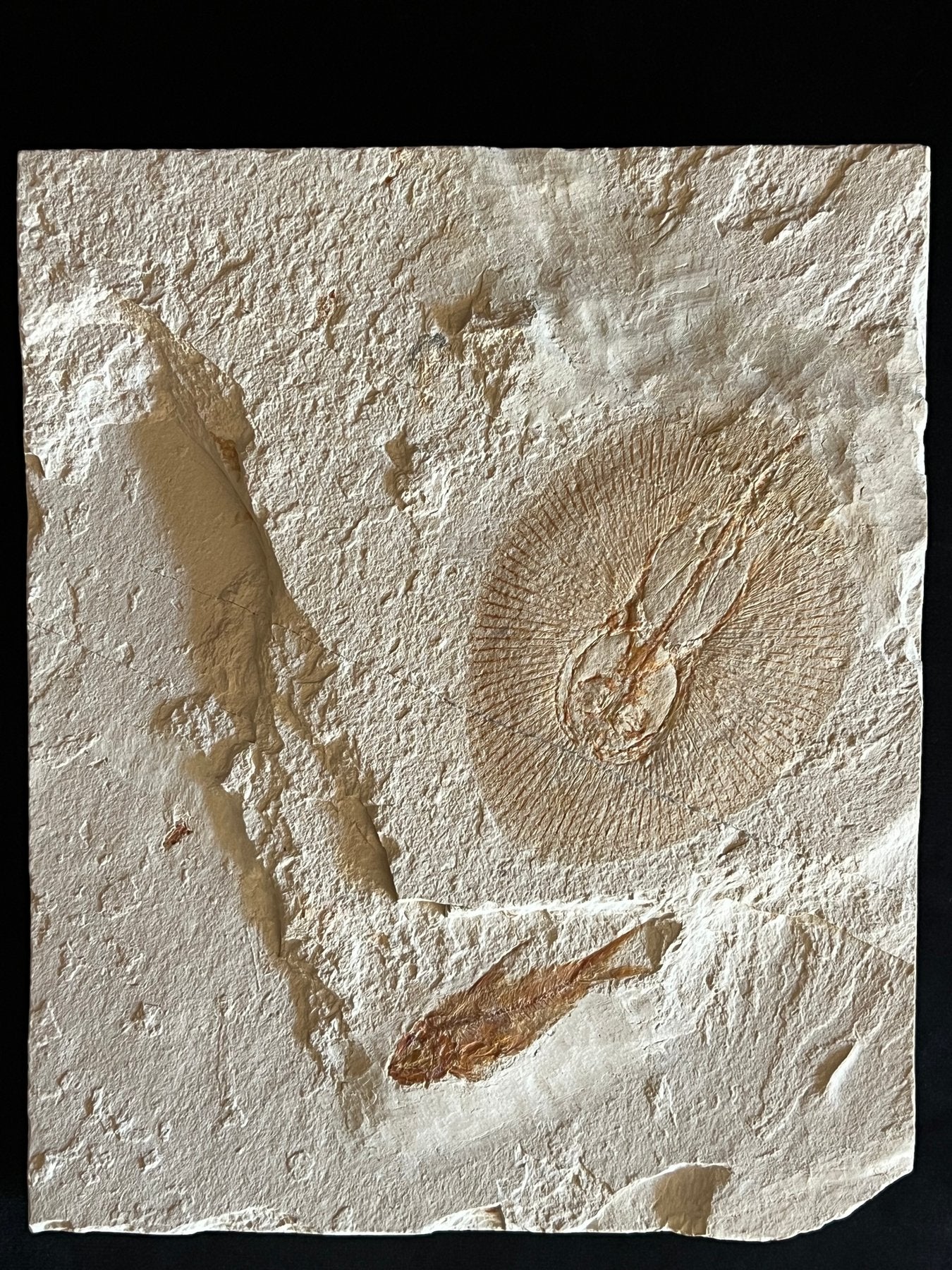 Raie - Squelette fossile - Cyclobatis