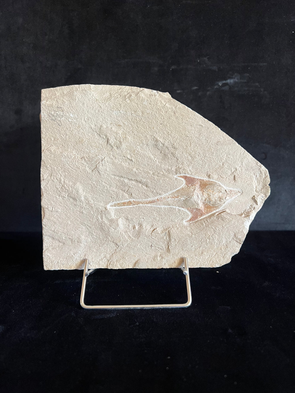 Coccodus - poisson du Liban 39