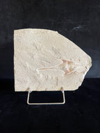 Coccodus - poisson du Liban 39