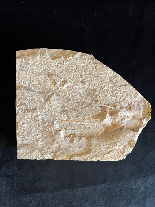 Coccodus - poisson du Liban 39