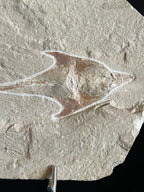 Coccodus - poisson du Liban 39