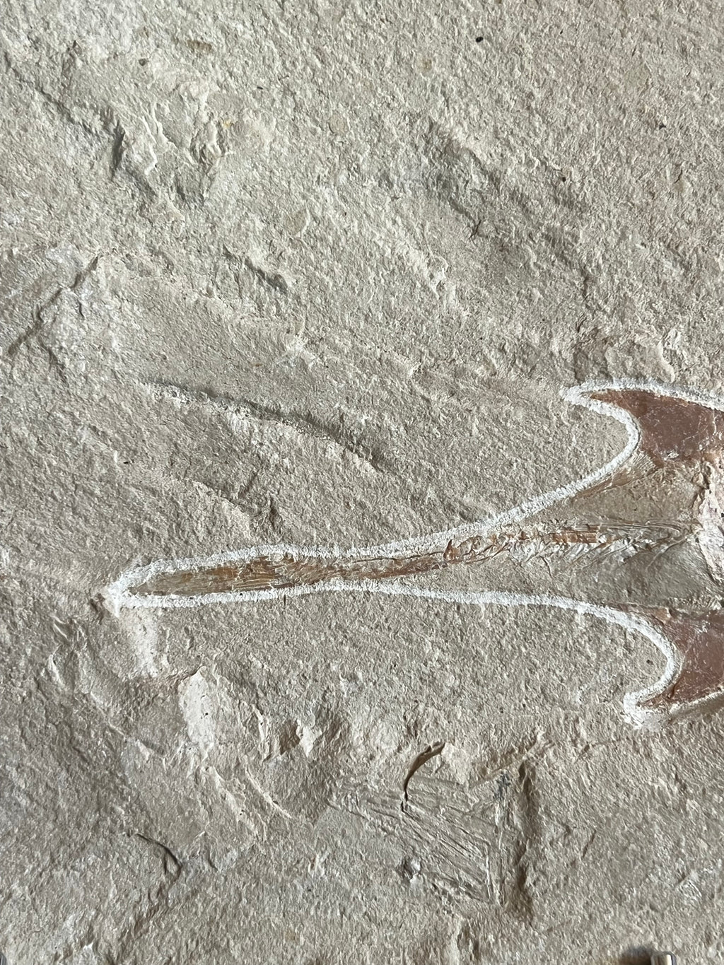 Coccodus - poisson du Liban 39