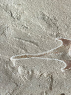 Coccodus - poisson du Liban 39