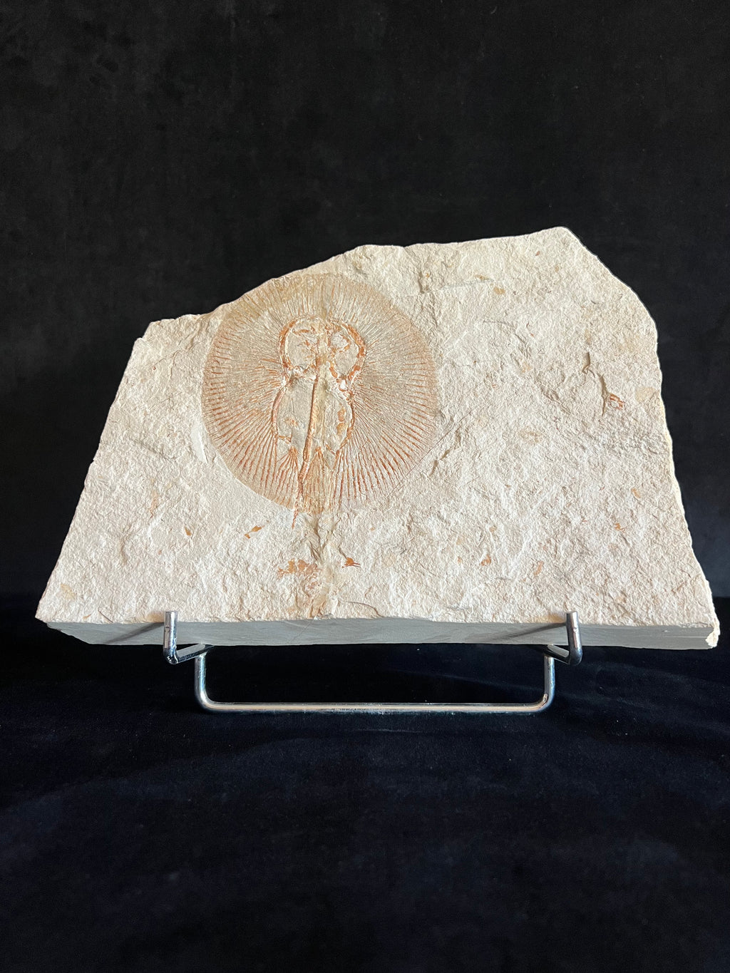 Cyclobatis - poisson du Liban 34