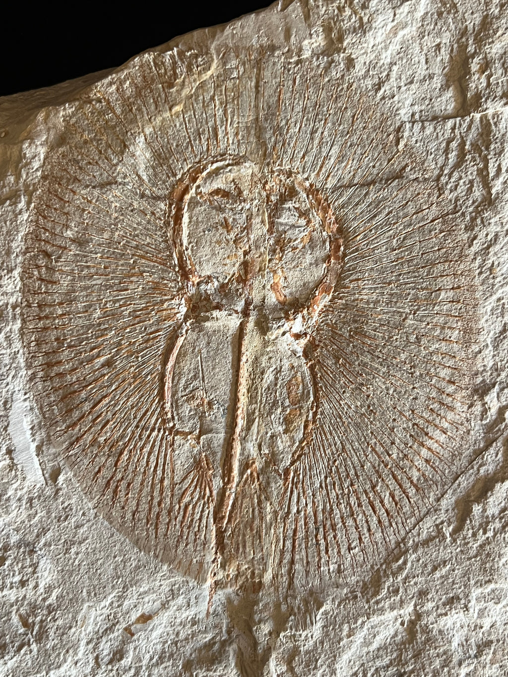 Cyclobatis - poisson du Liban 34